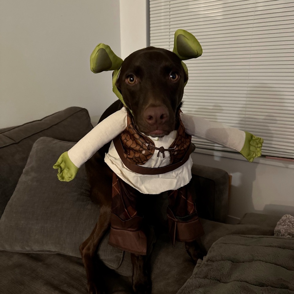 Shrek dog costume